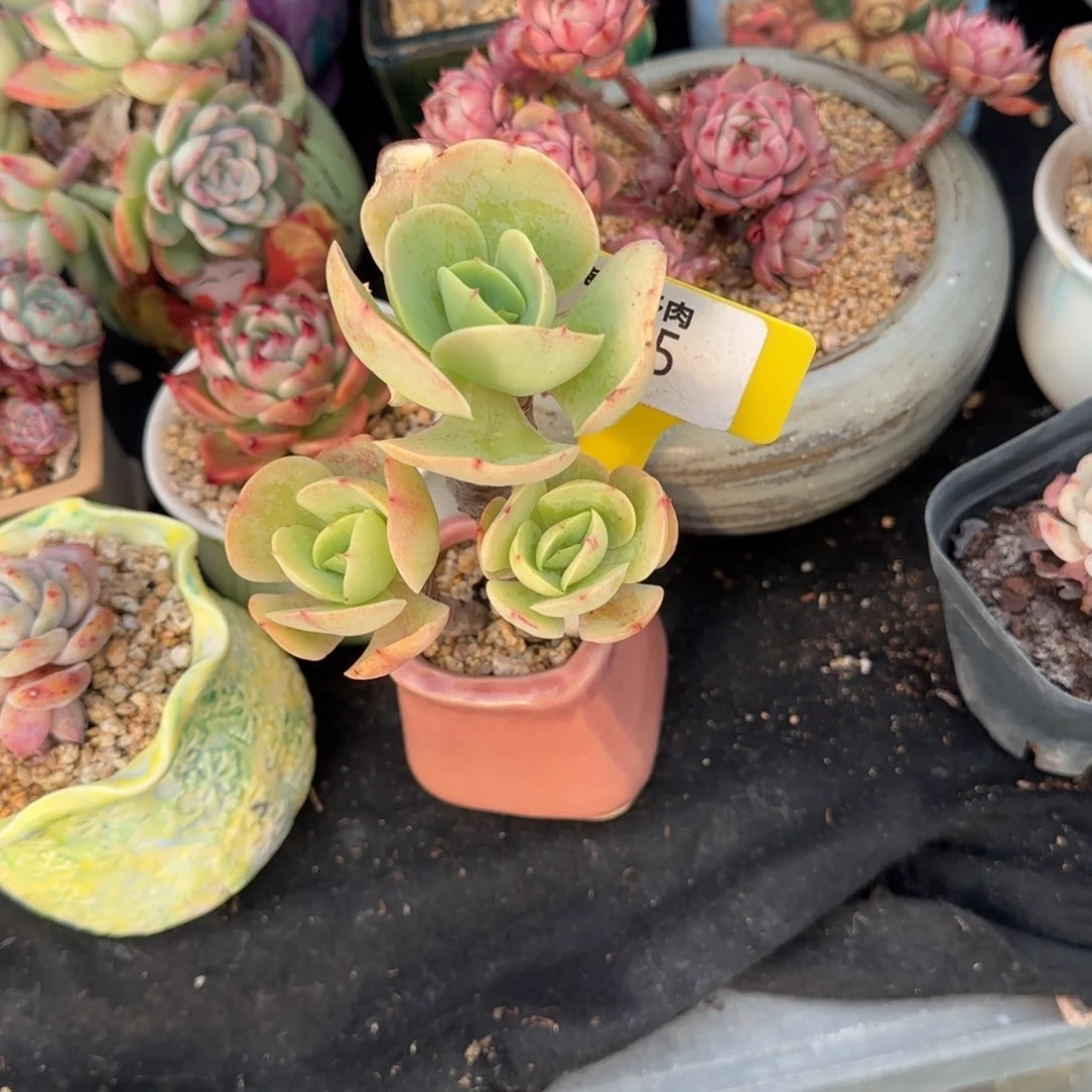 多肉植物鸡蛋碧桃求生无