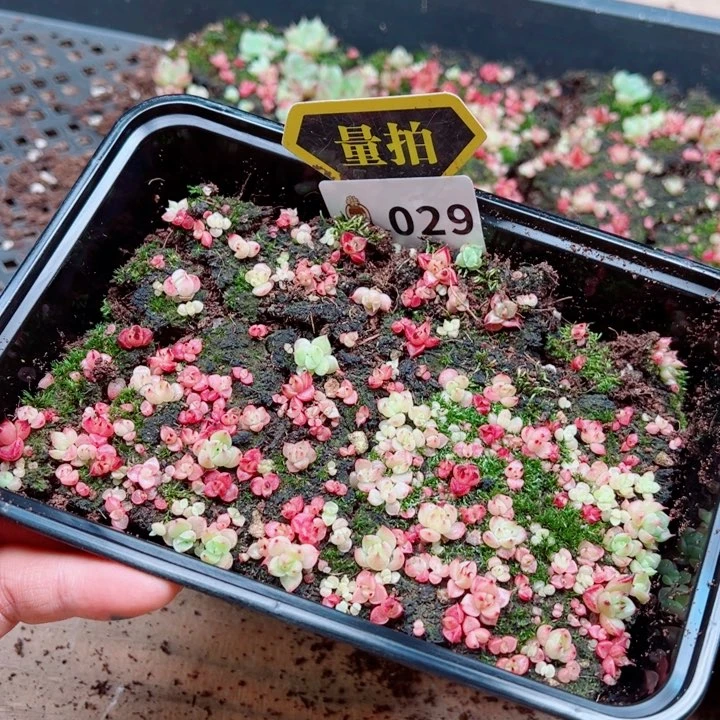 多肉植物多肉植物