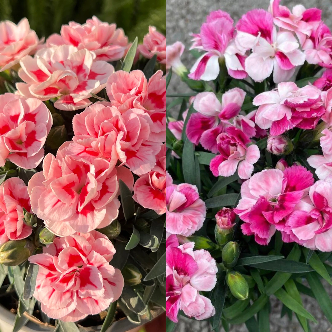 奶油桃子+粉红骄傲【两盆装】康乃馨盆栽花卉阳台新手易养护带花苞