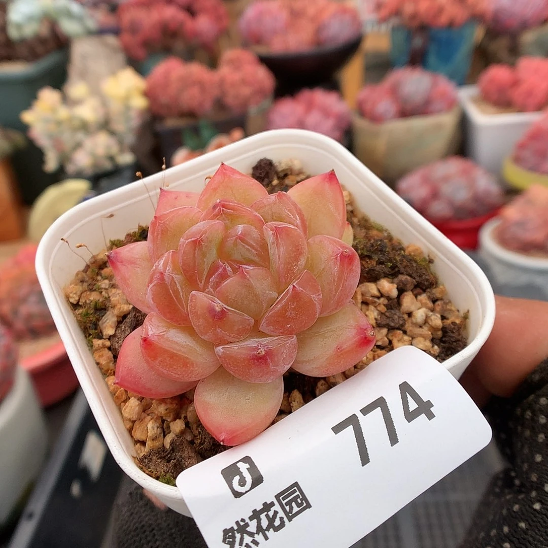 774珍妮多肉植物36633