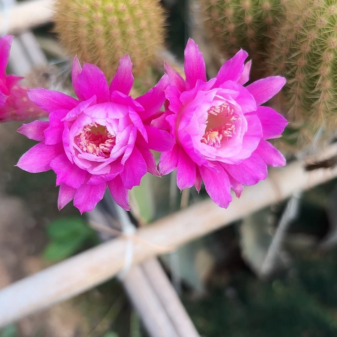 金妞奥拓无根侧牙高六公分