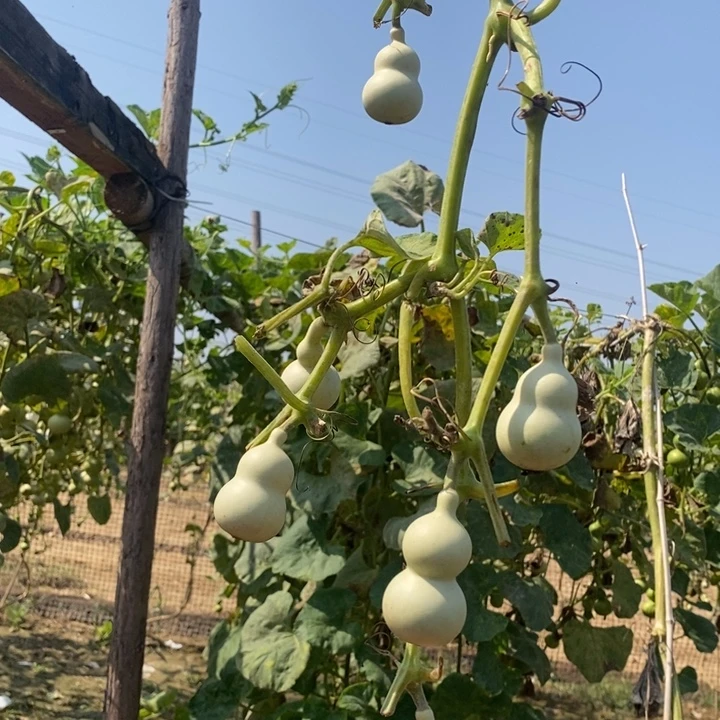 我****精品葫芦娃吖吖吖