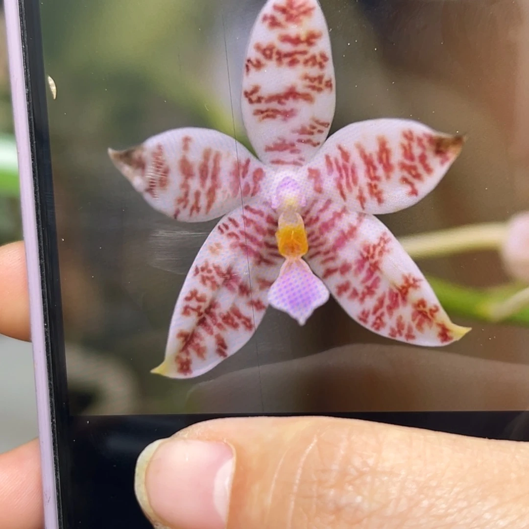 当前无花栽培后可以开花
