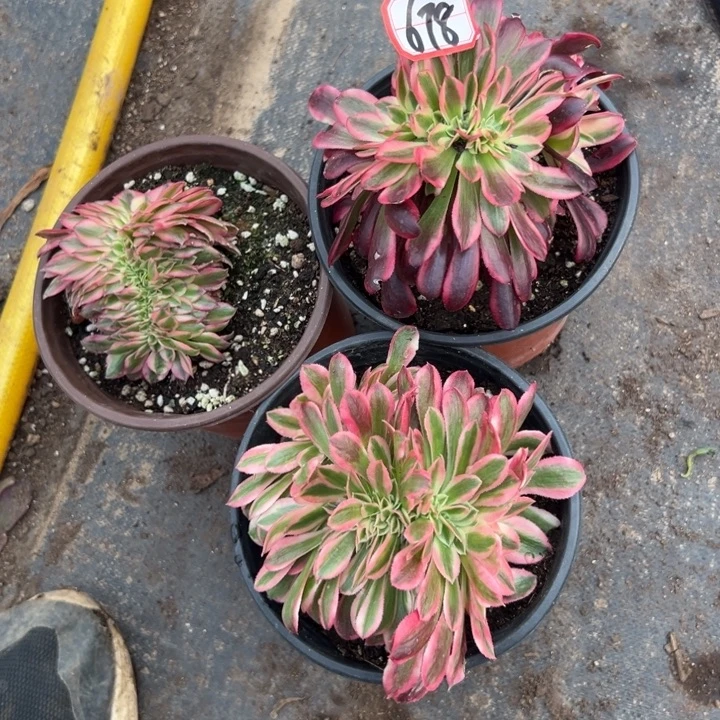 多肉植物678不售后