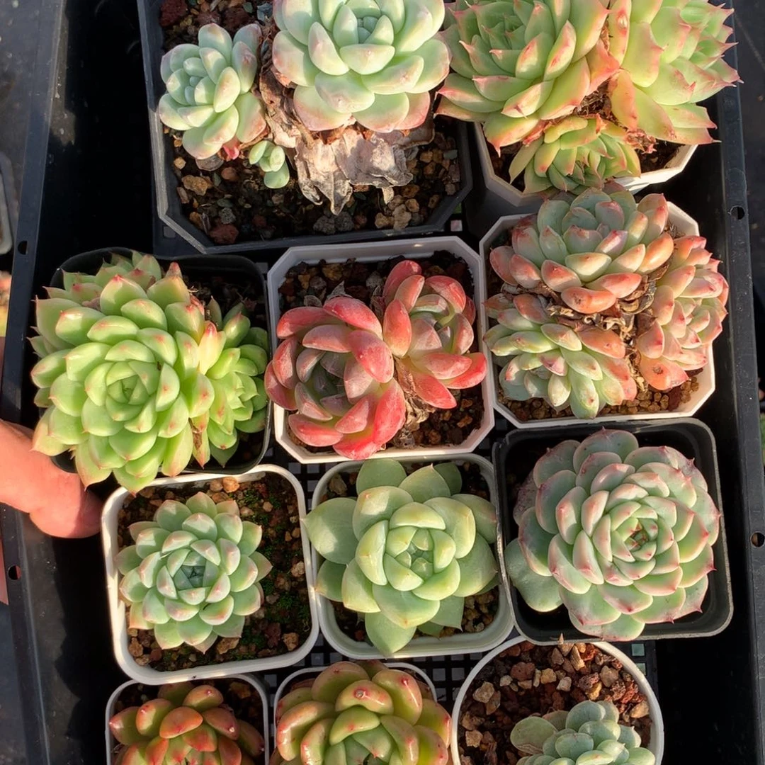 1109-07 套餐一组