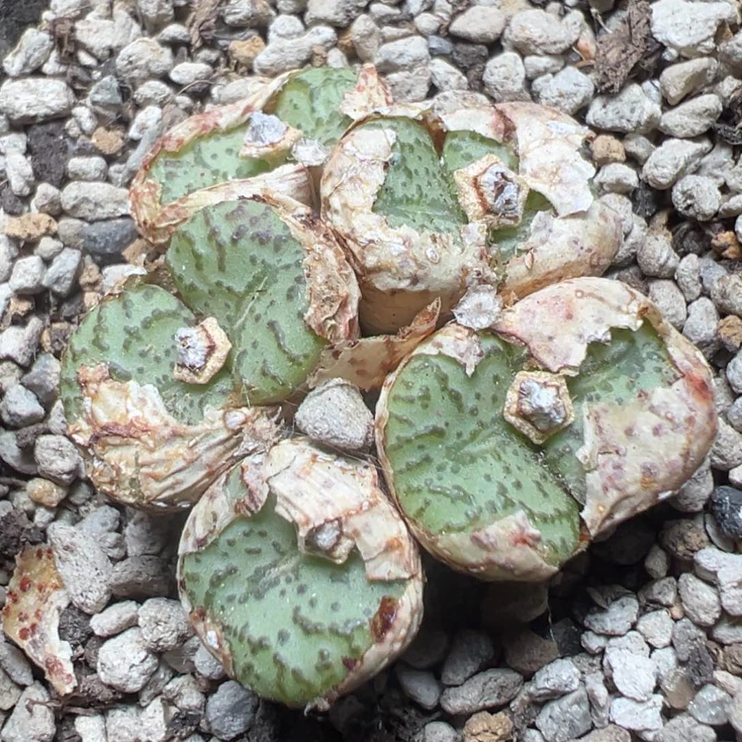 【闪购商品】 408。