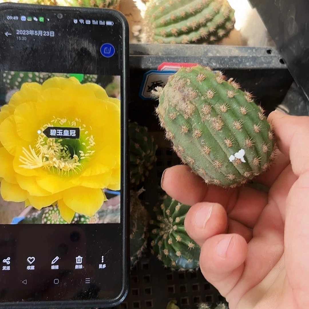 碧玉皇冠毛瑕疵瑕疵4