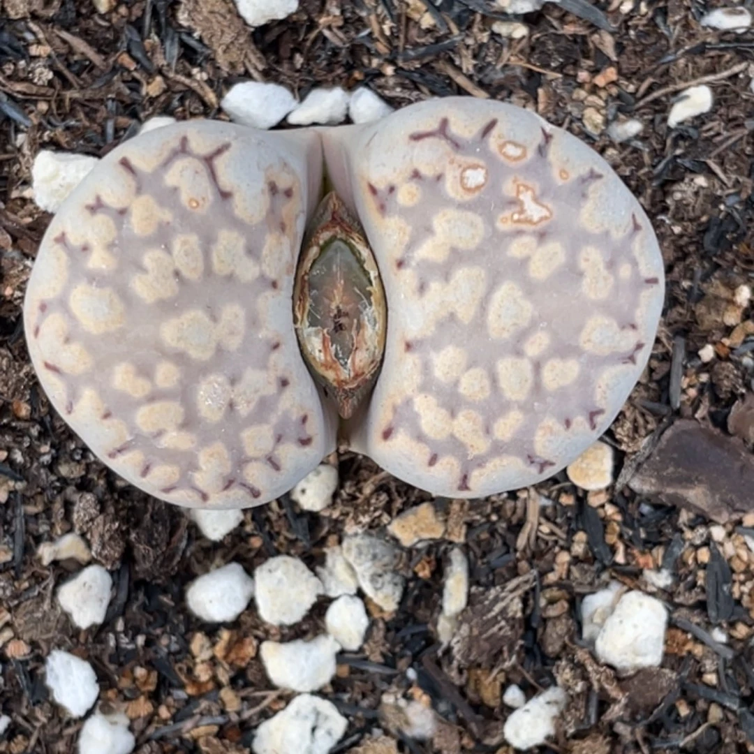 非偏远满20包邮472