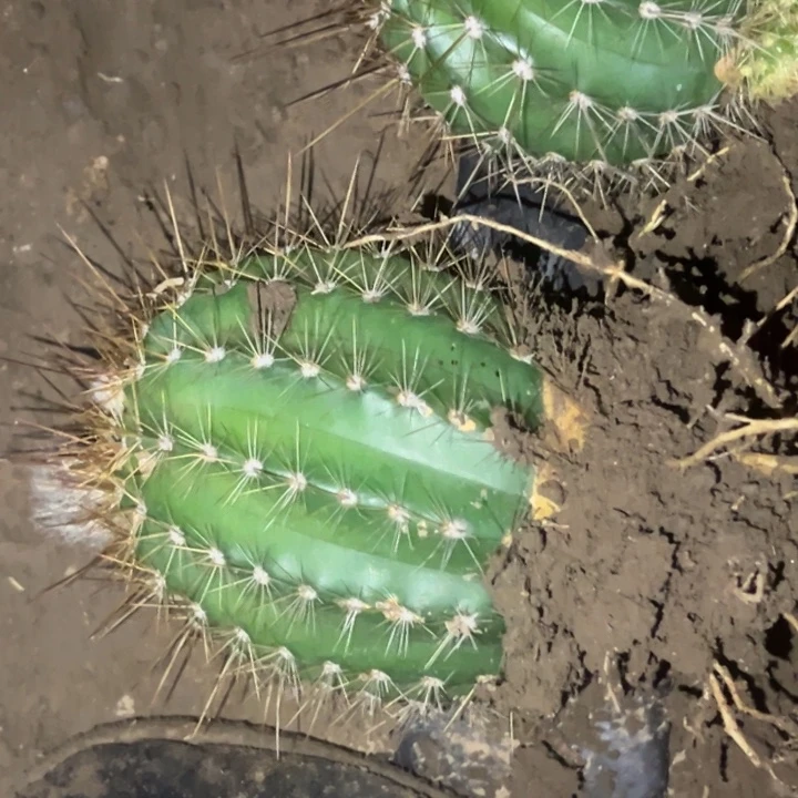 栀**开清清温淳根瑕疵带花6