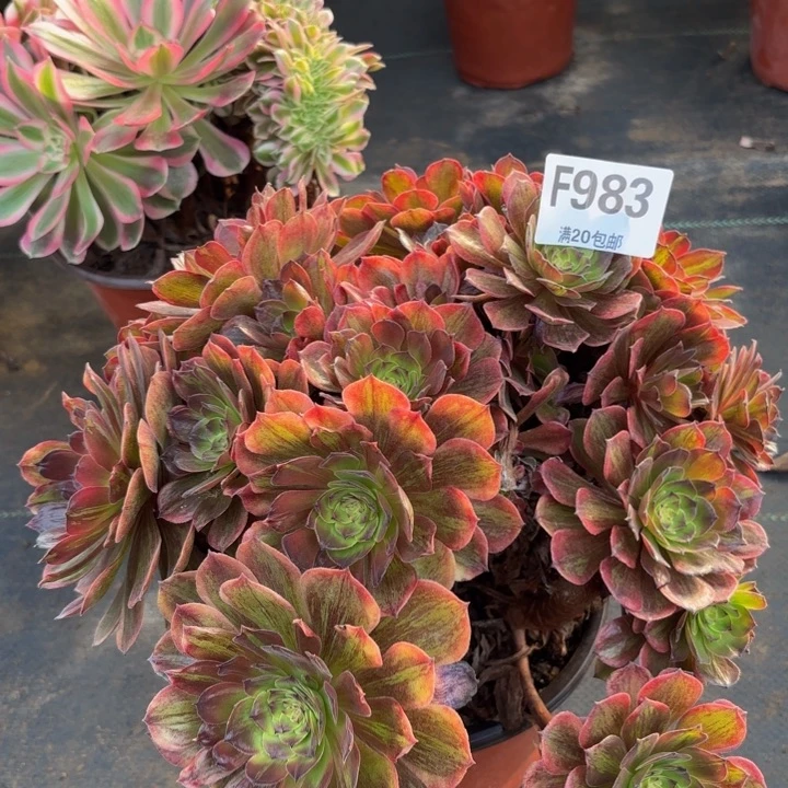 瑞妈多肉园艺，983.