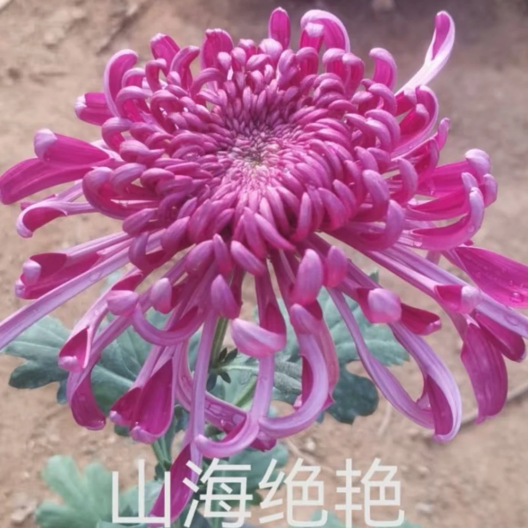 【山海绝艳】精品菊花耐寒耐热阳台地栽