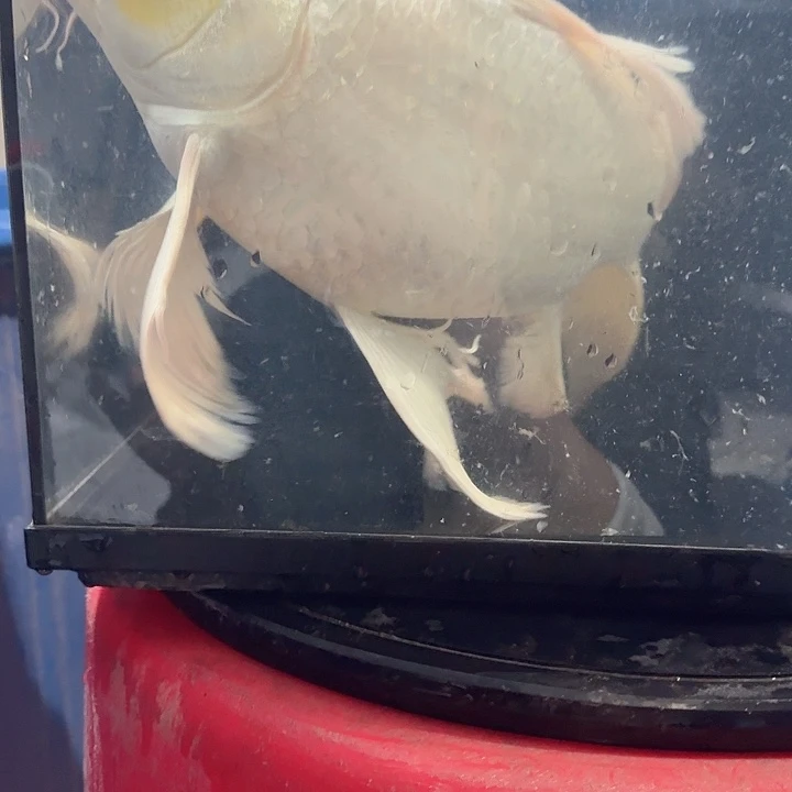 蝴蝶鲤鱼蝴蝶鲤包邮90微瑕