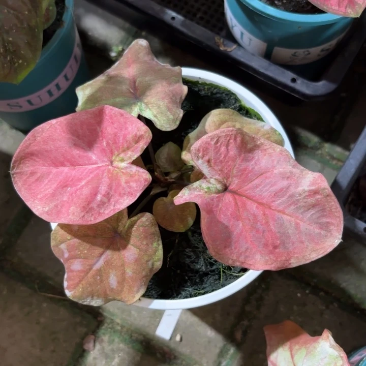 泰国彩叶芋38-0824