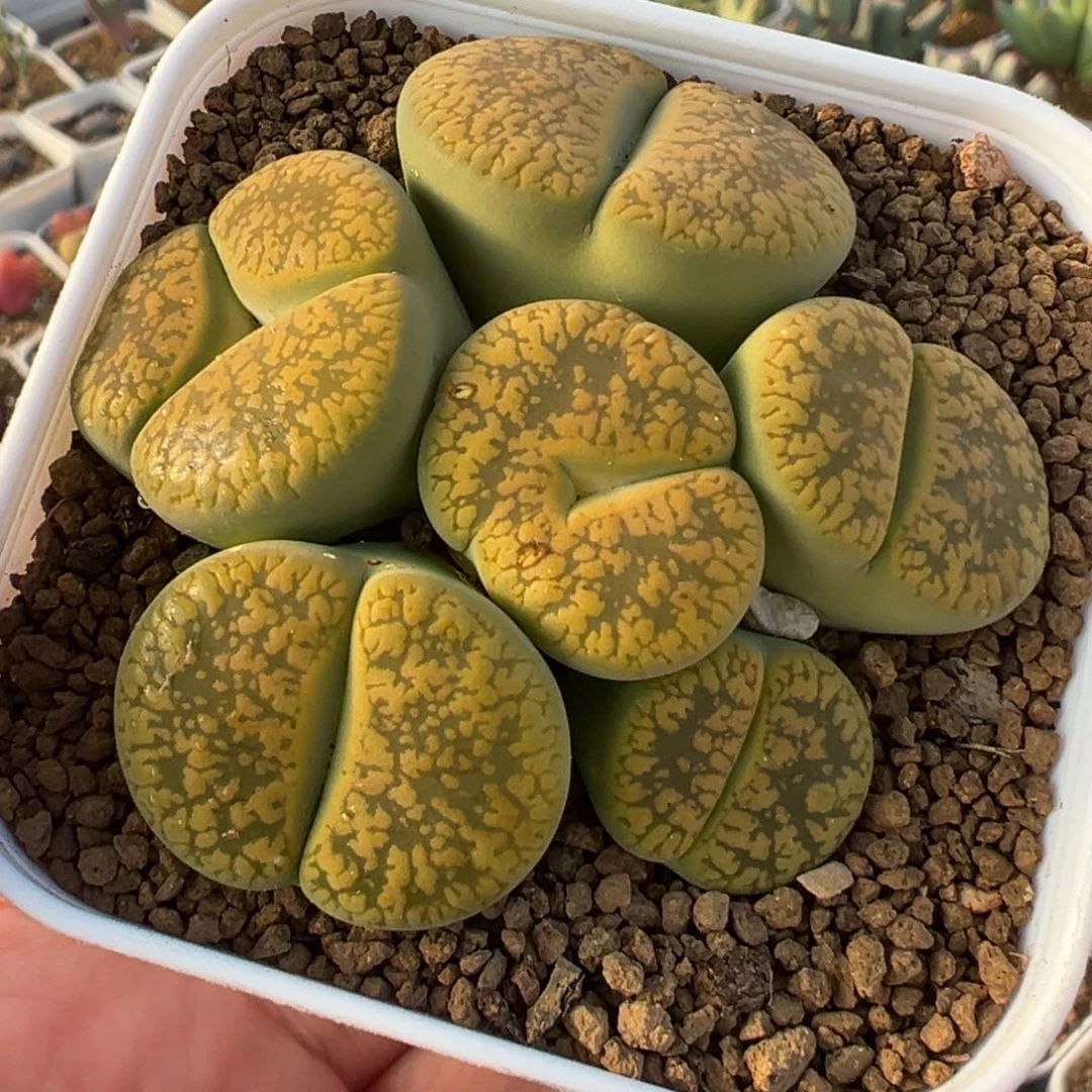 752多肉植物种类多样