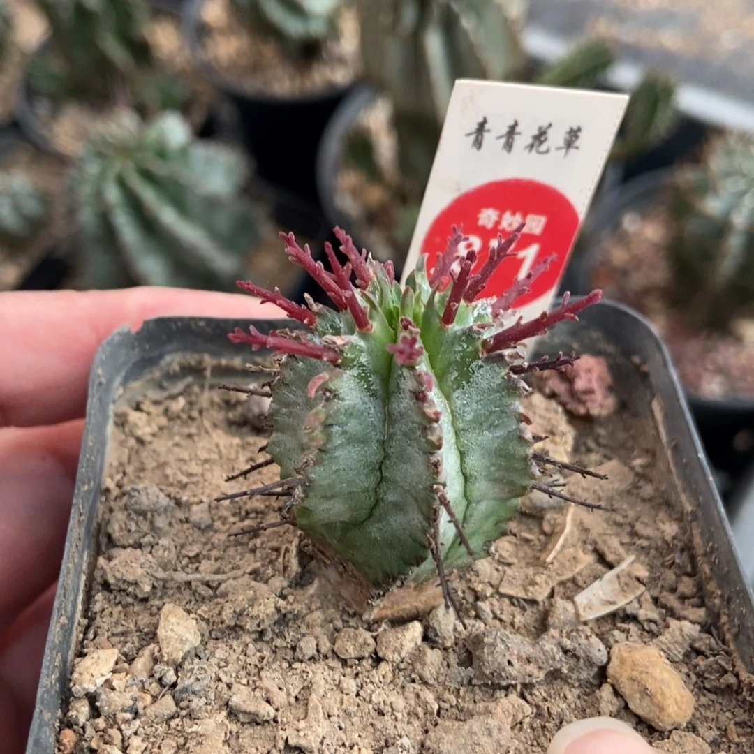 实生白衣魁伟玉一颗