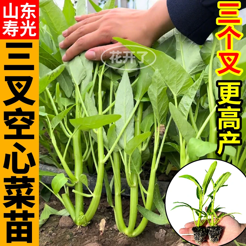 寿光特高产三叉空心菜苗秧带土球柳叶空心菜种苗四季速生阳台多茬