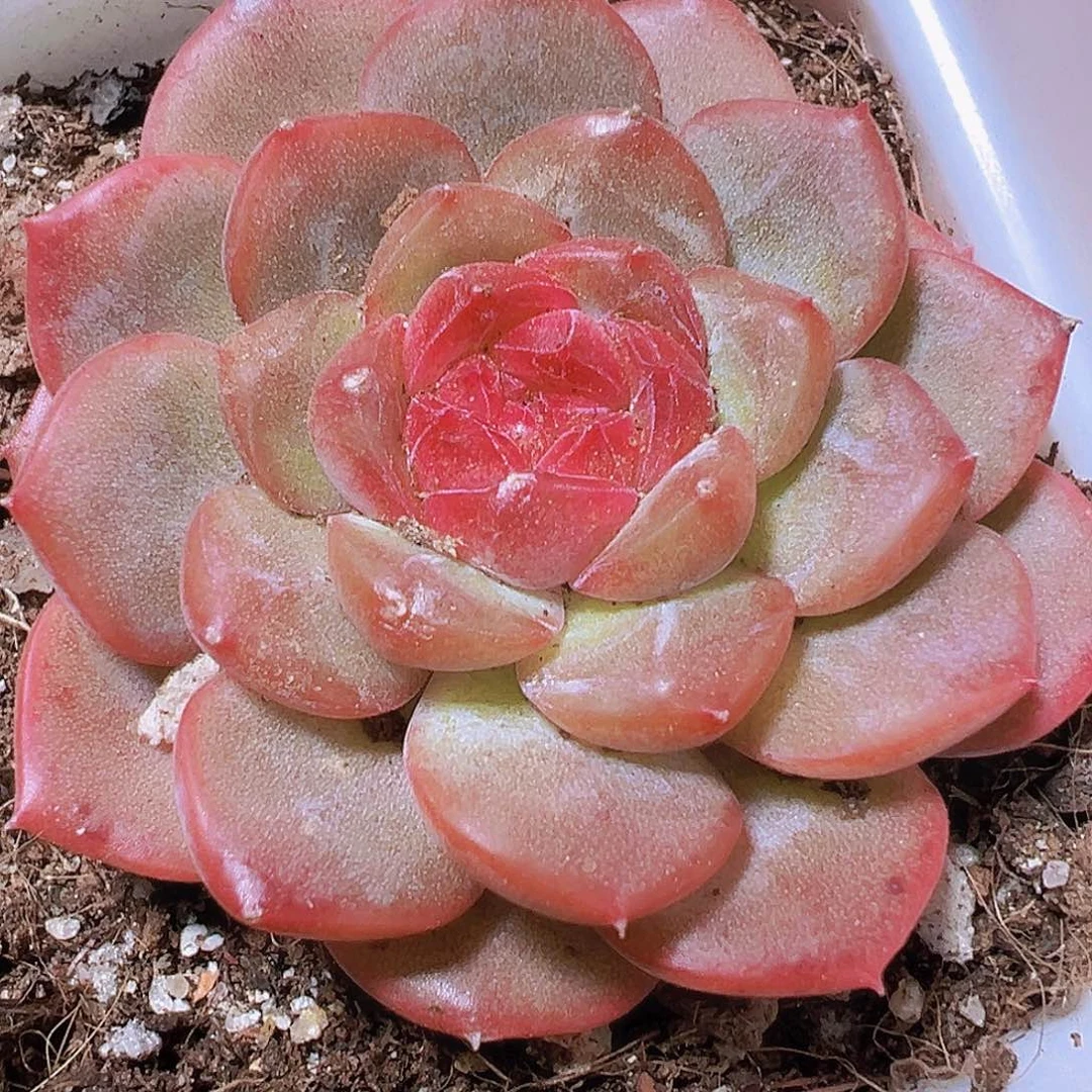 琴心2盆19包邮多肉