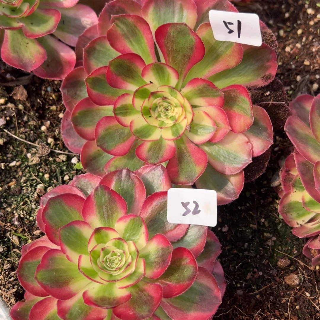 @***H5152鸿运颗duorouxixixi