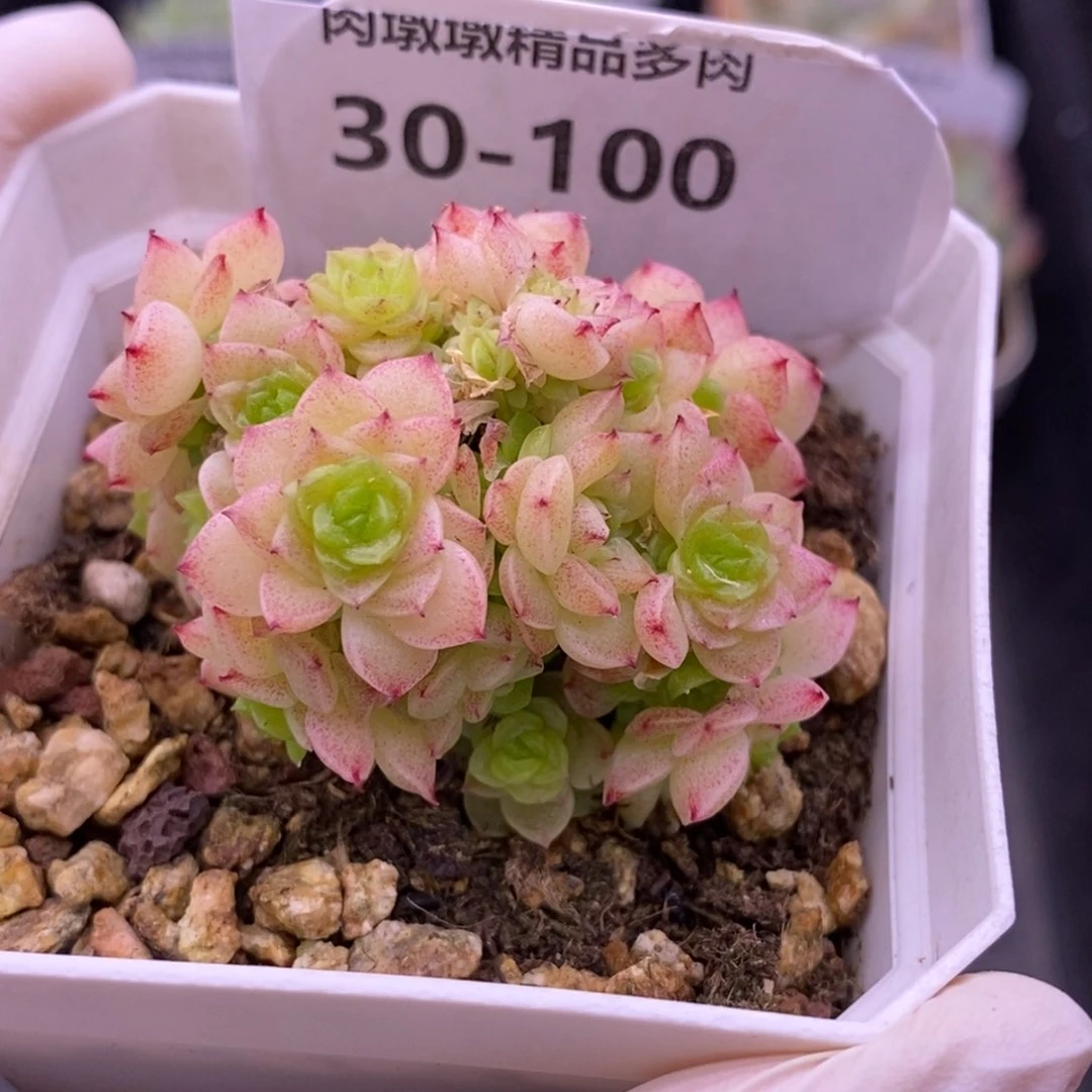 【闪购商品】30-100麦秆