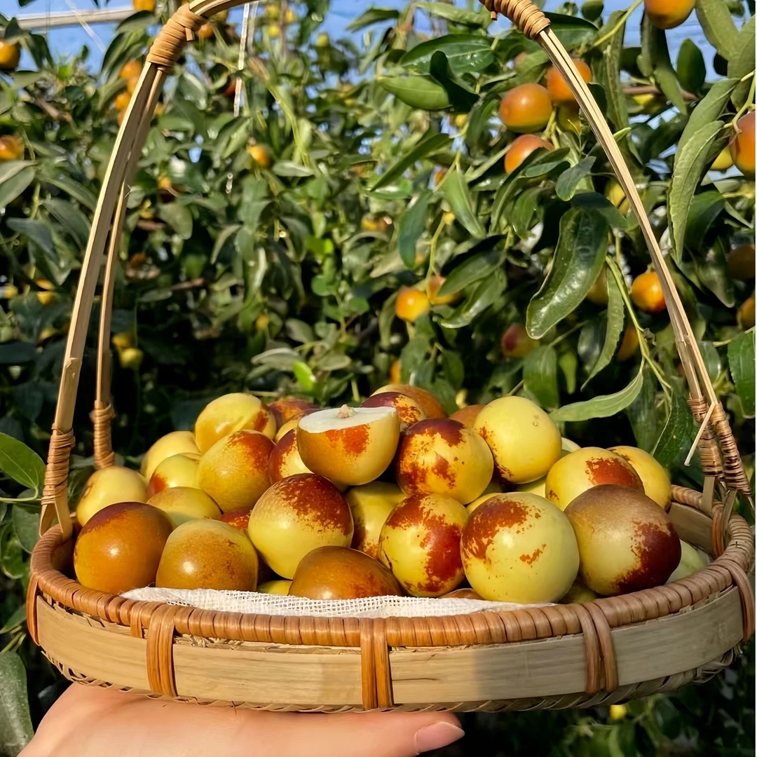 正宗沾化冬枣头茬新鲜采摘脆甜产地采摘坏果包赔