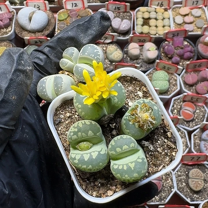 女***°生石花2:：：：。  168号