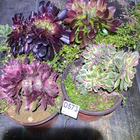 山***?4棵多肉植物法师