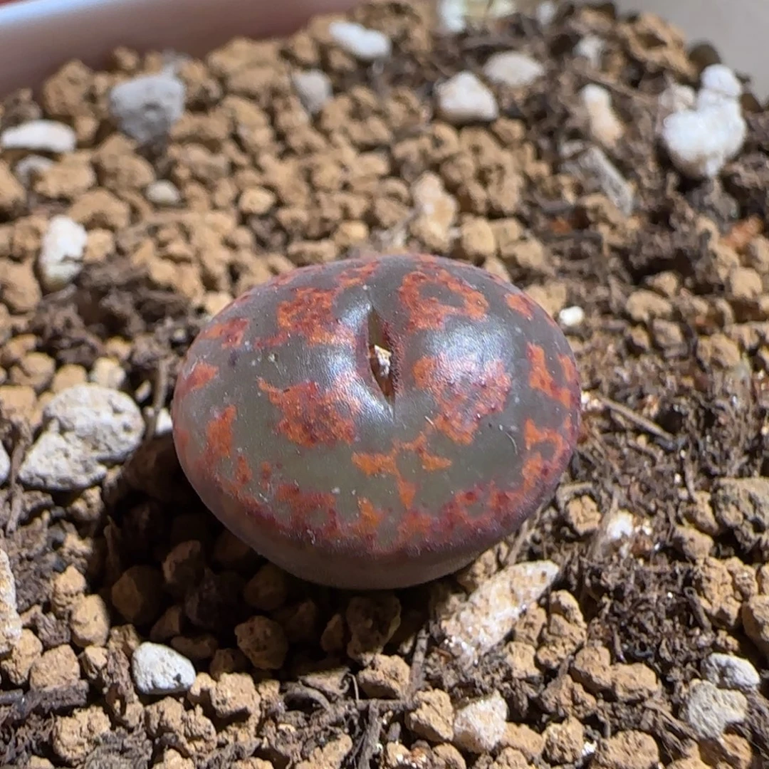 肉锥多肉植物组合-ap正红色酒红勋章815