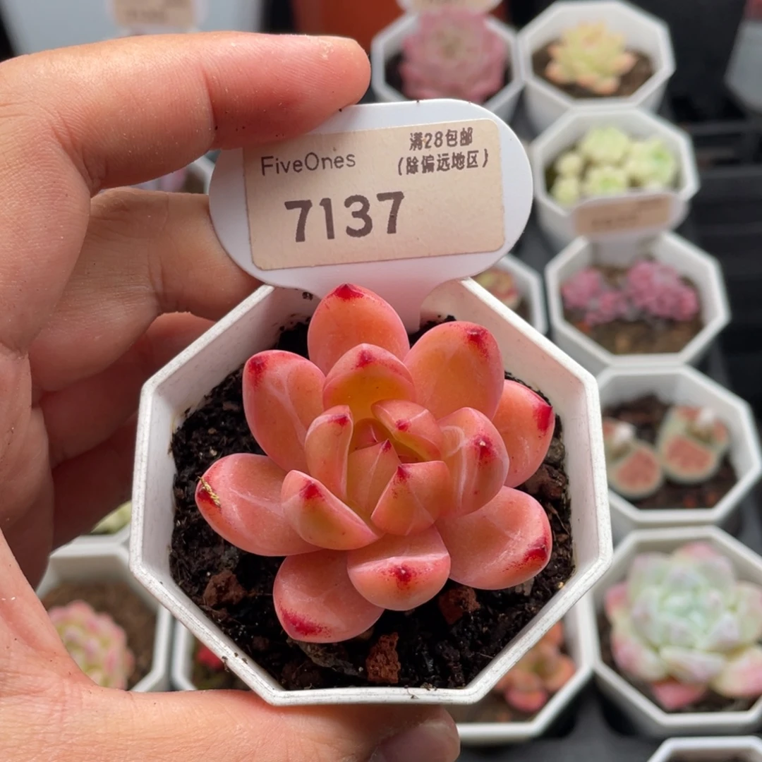 黑武士7137-5厘米