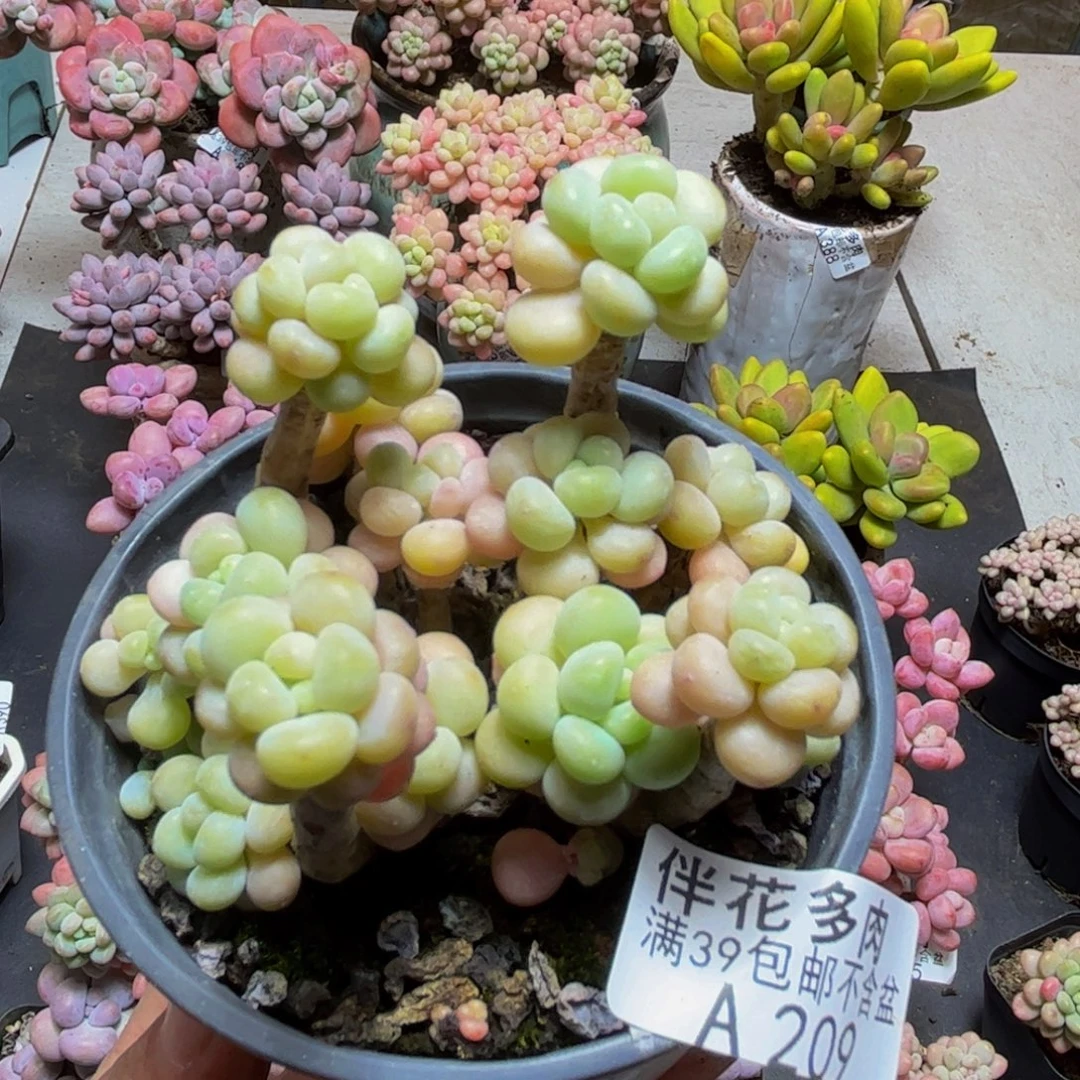 209鱼子酱8cm多肉