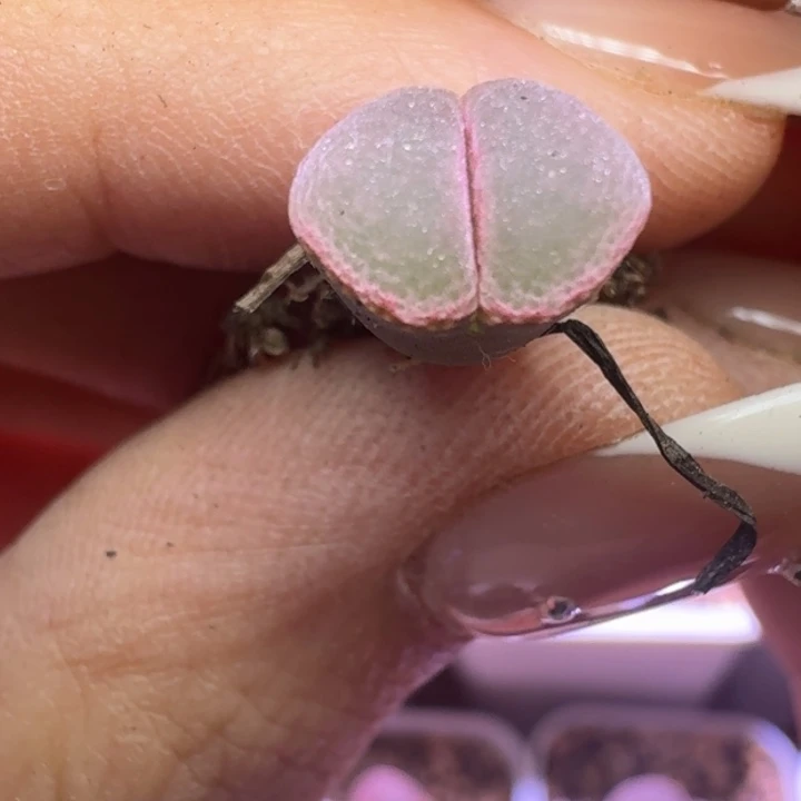 墨***之单头风铃一物一拍