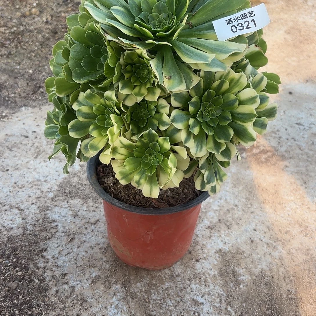 五彩琉璃手捧多肉植物321