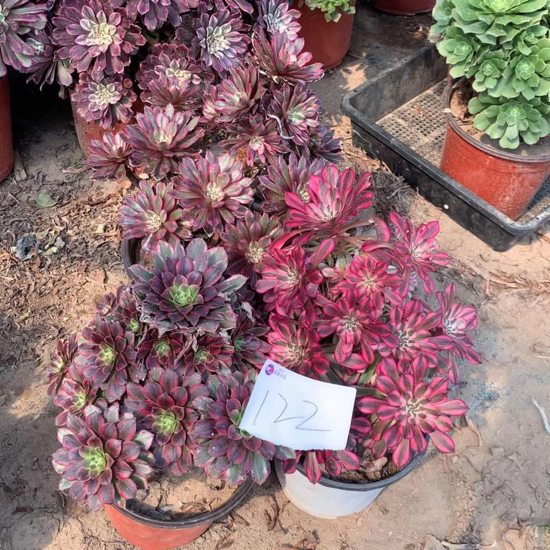 122多肉植物组合盆栽