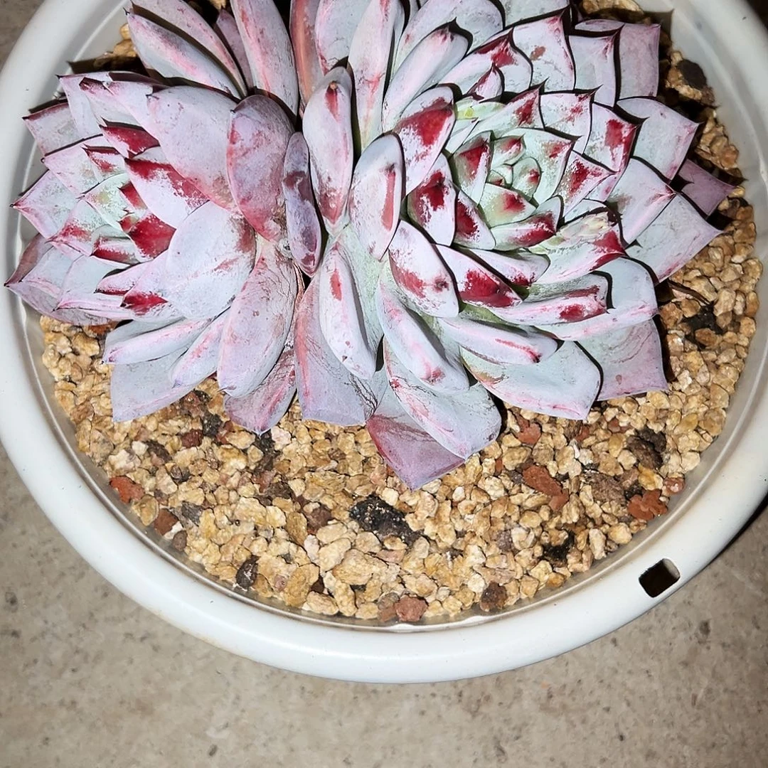 飞***@黑卡黑卡黑卡黑卡