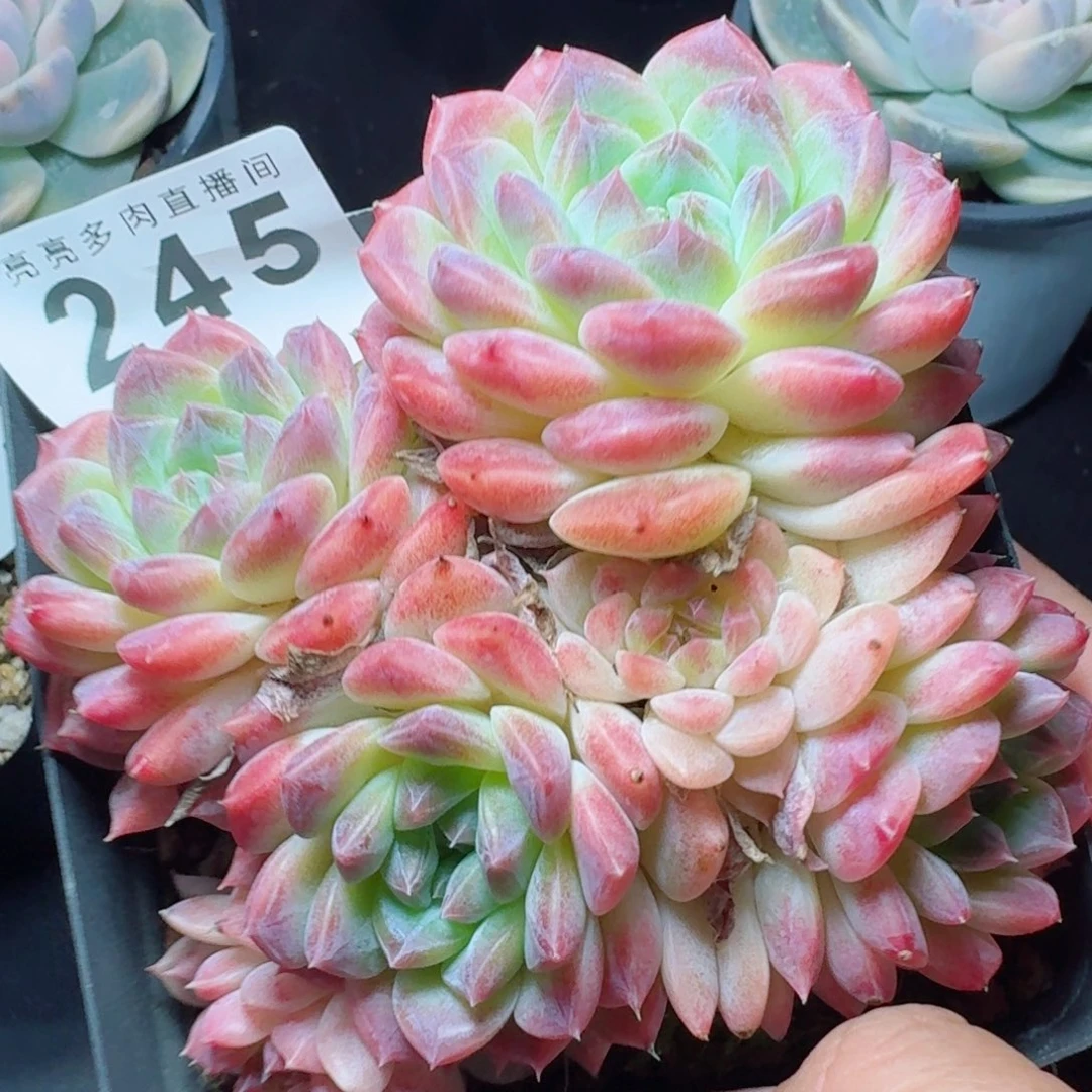 冰魄            群生精美多肉植物