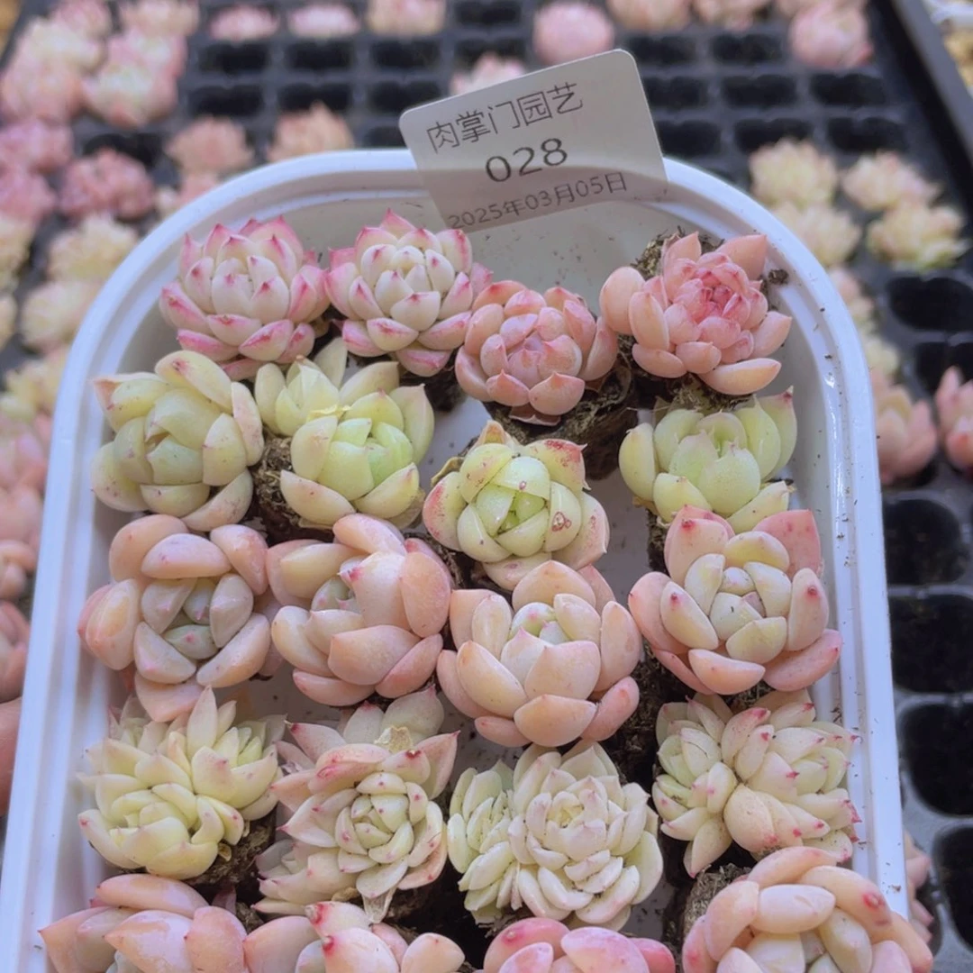 开心快乐幸福028