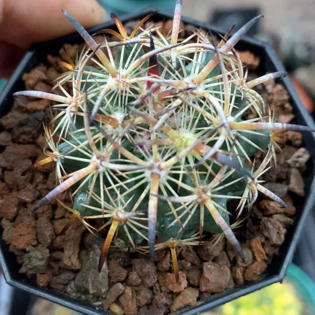 孤品实生优选美刺琥爪玉4.3cm仙人球