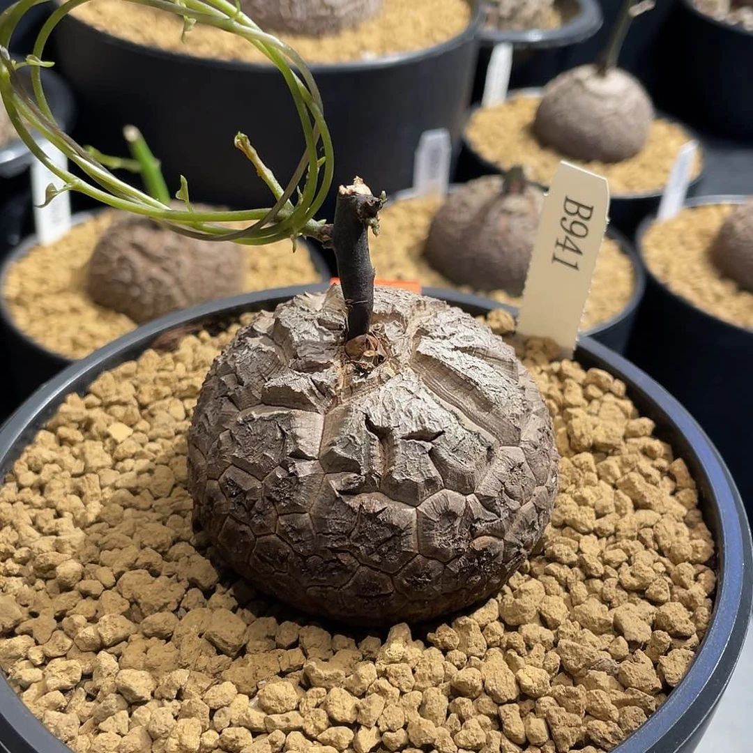 941号龟甲龙不退不换