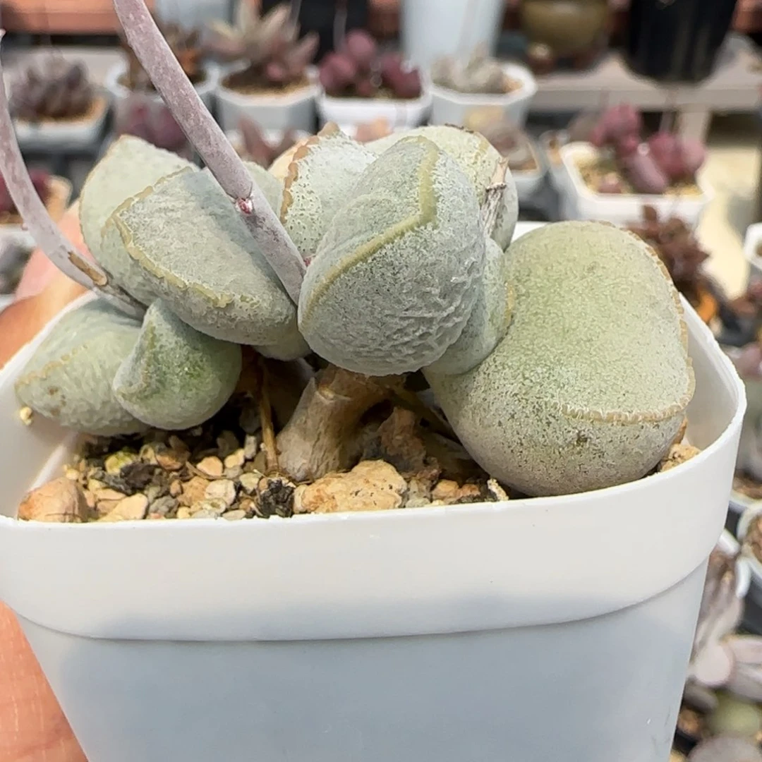 绿磨砂。