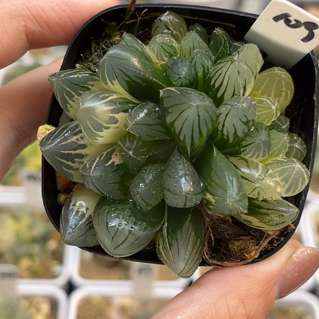 109三头龙爪玉露锦福利专场