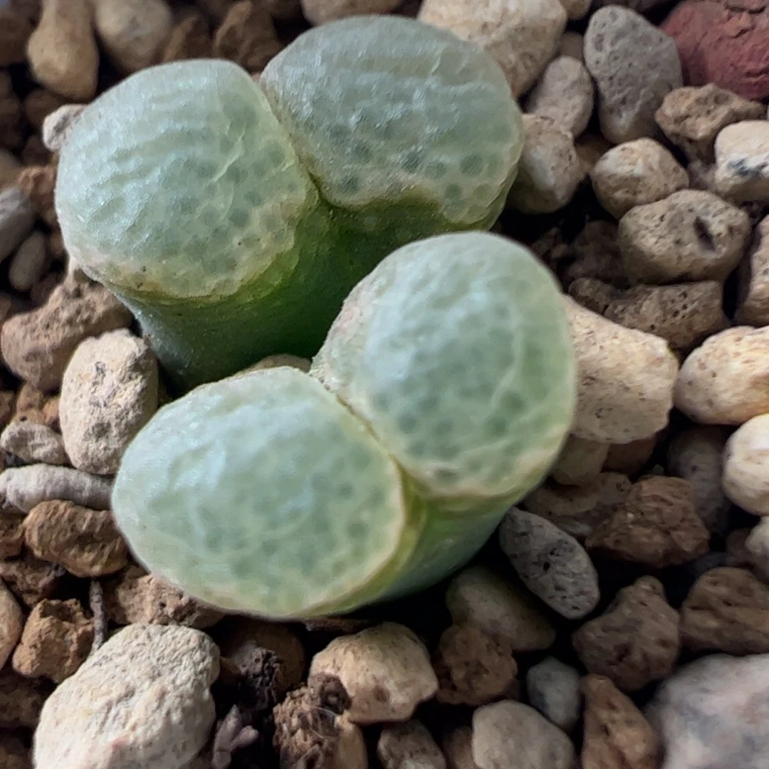 732 好看的多肉冲冲冲