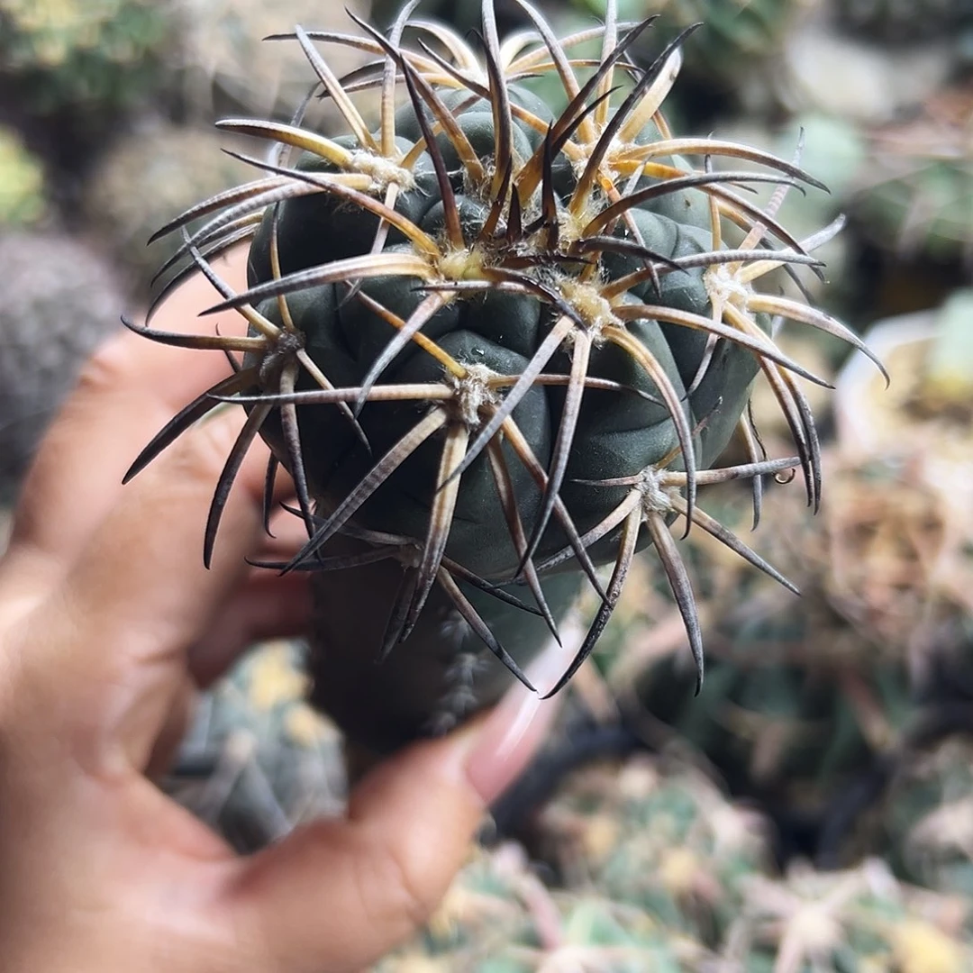 撅刺天平仙人球6666666666