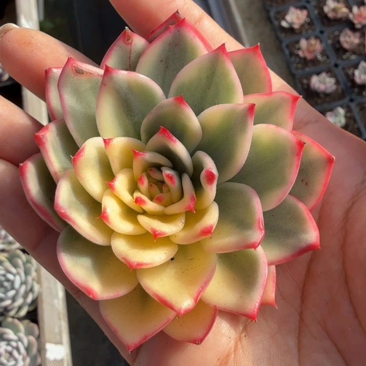 蔚蓝乌木锦 zhu tou wu gen