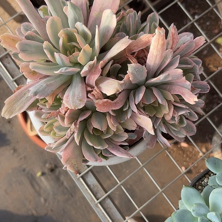 晨语多肉，一物一拍花车锦