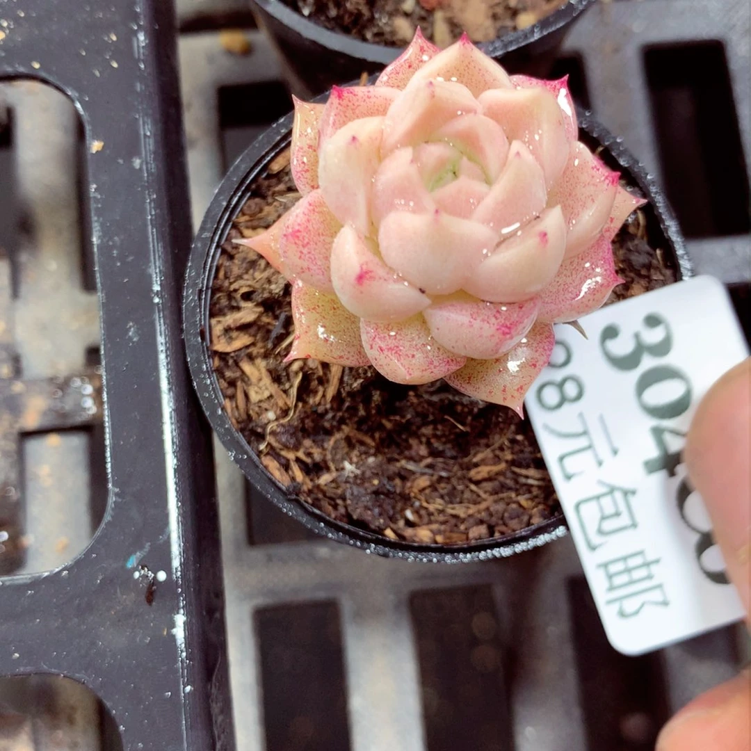 5厘米盆精控多肉304