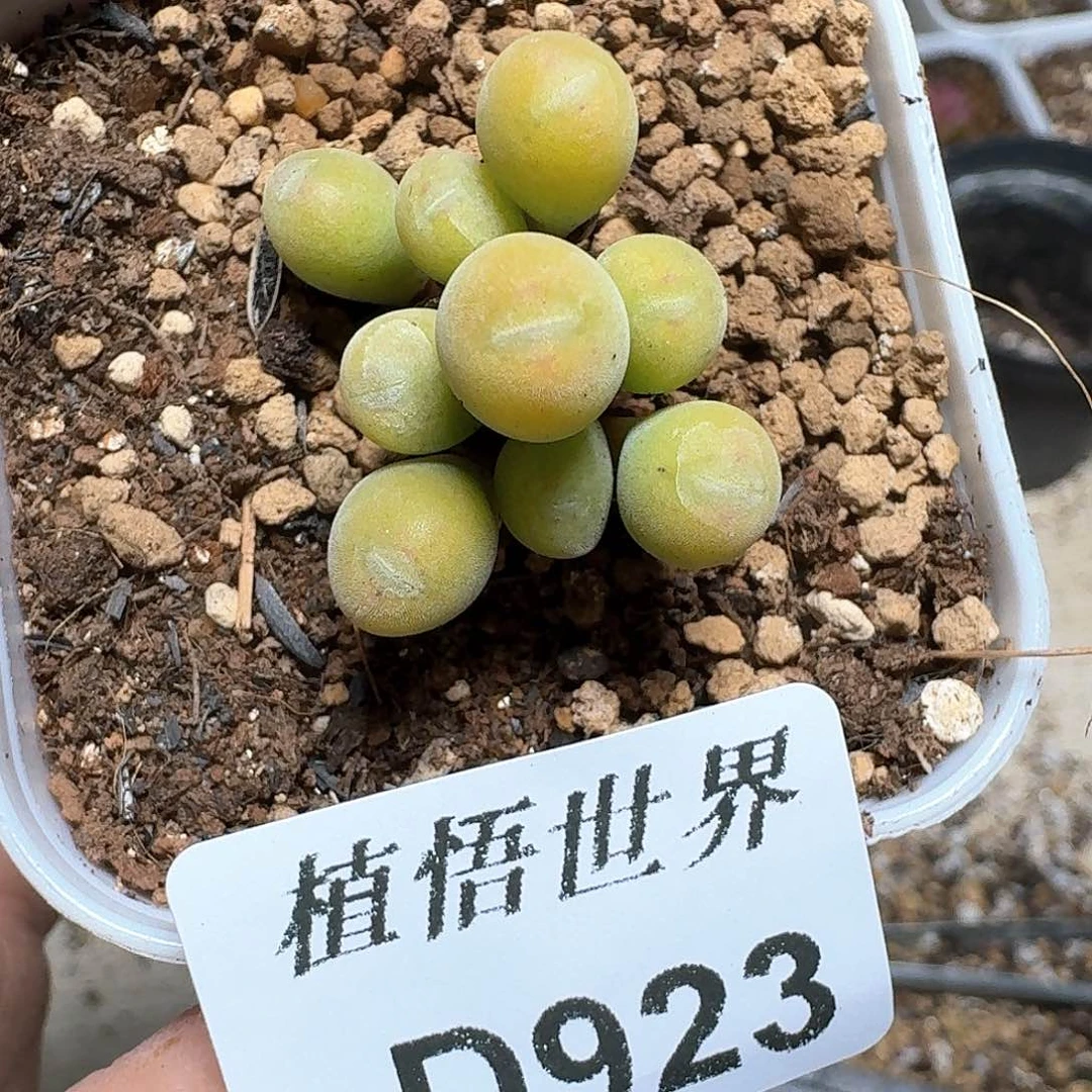 923号多肉植物哇c