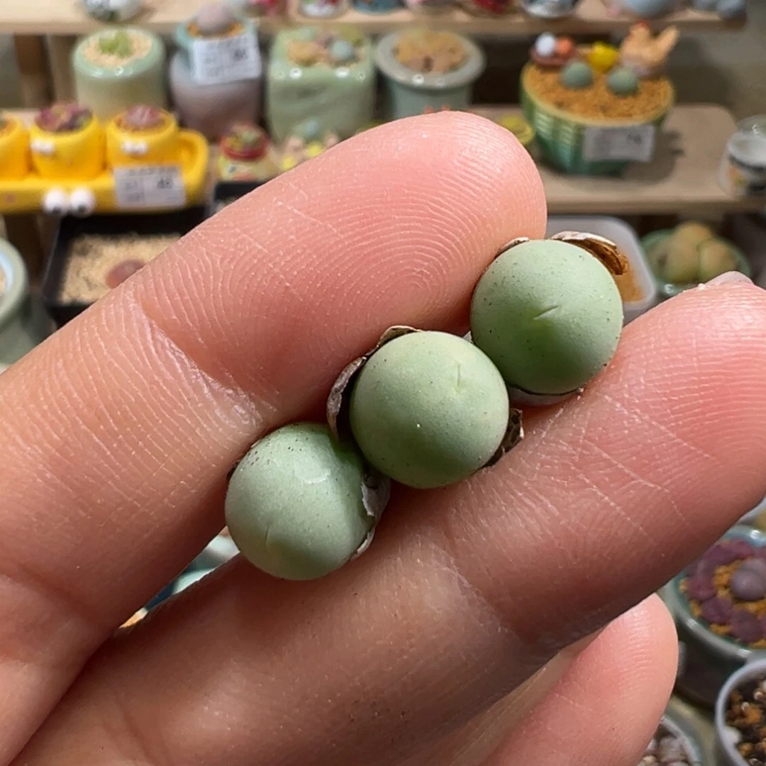 多肉植物98号鸽子蛋