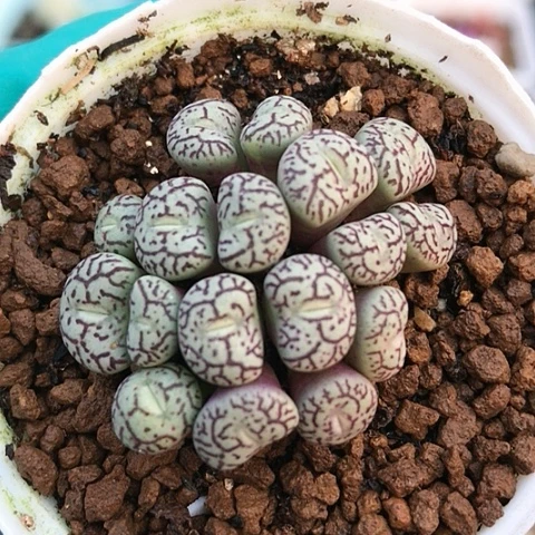 多肉肉锥 17头墨小锥