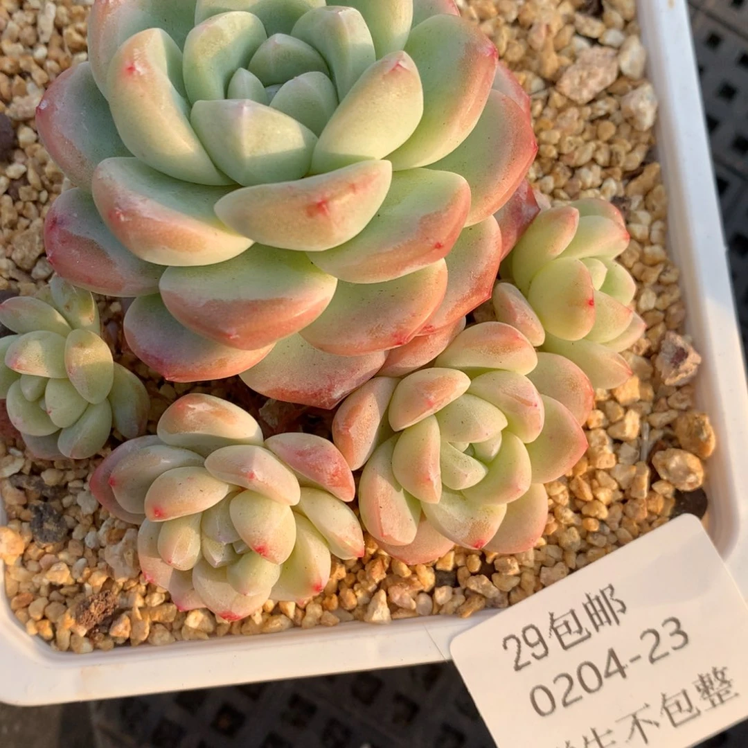 0204-23 老桩冰玉