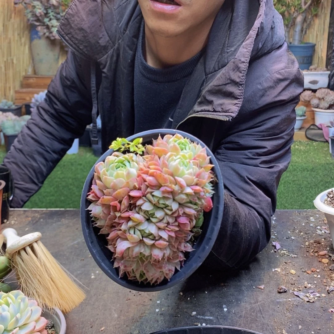 非*菊H359号朱砂痣缀多肉