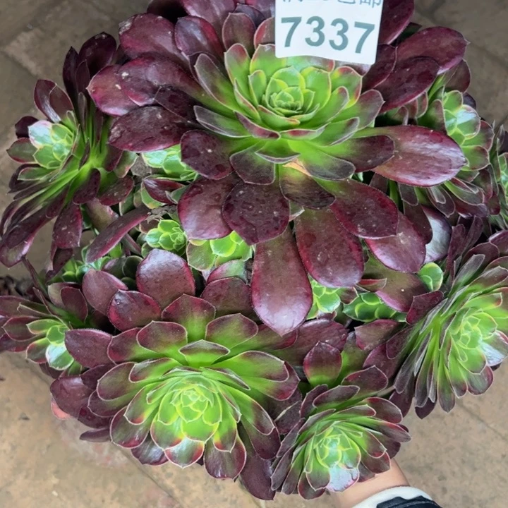 7337玫瑰不包损多肉植物